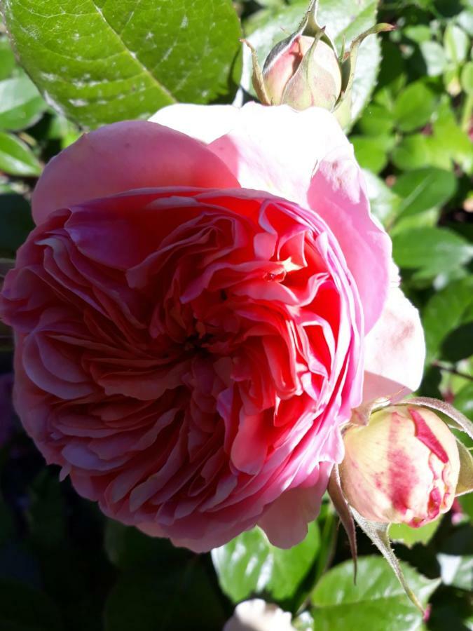 My Little Garden -Parking Gratuit 500M -Coeur Historique -La Clef De Honfleur Apartment ภายนอก รูปภาพ
